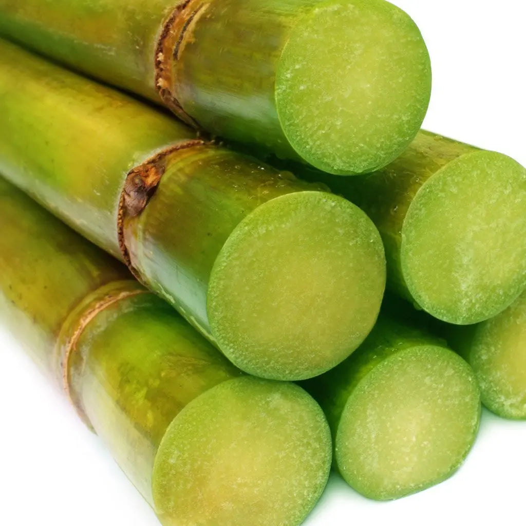 Canne à sucre
