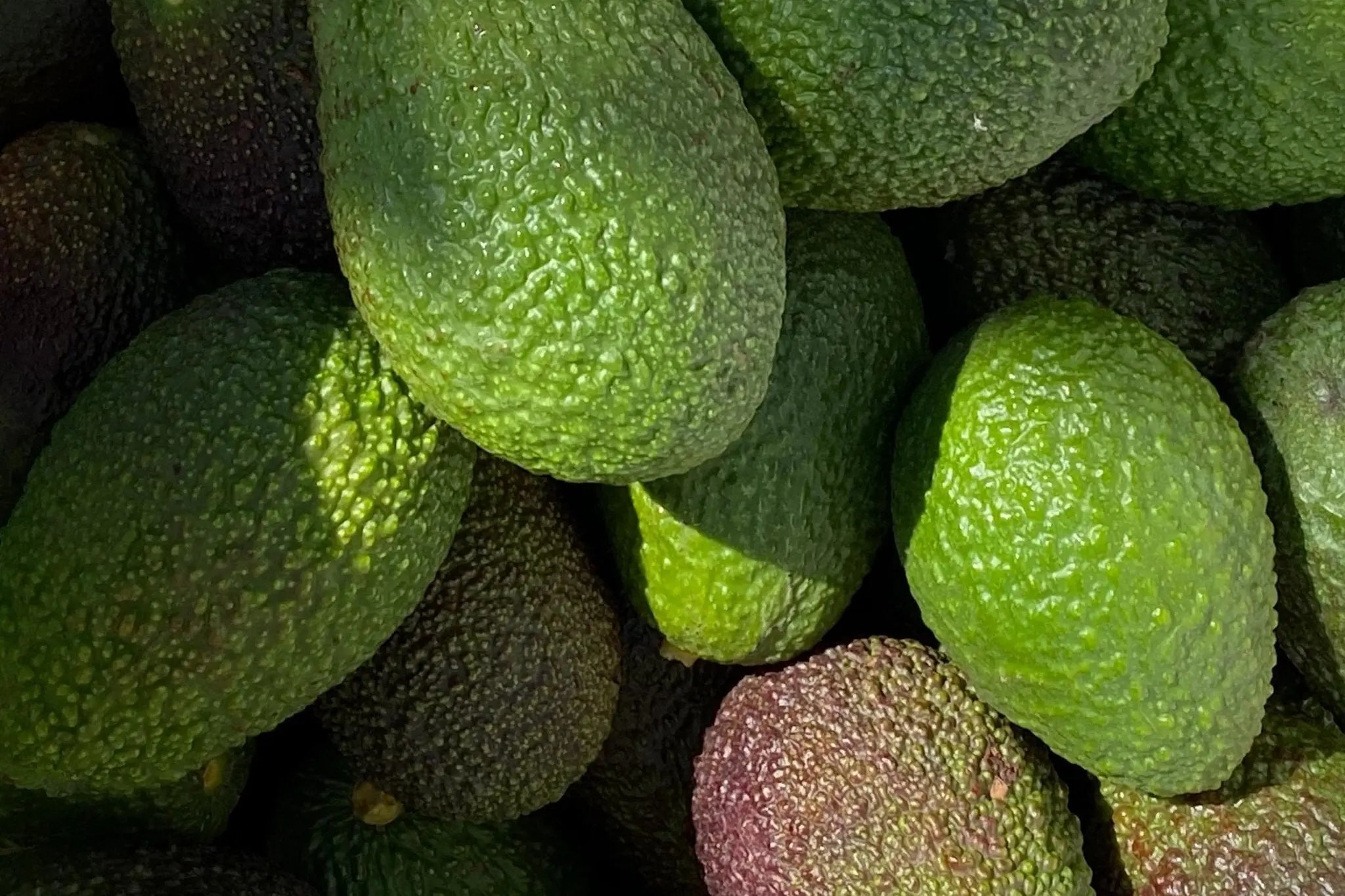 Les vertus de l’huile d’avocat