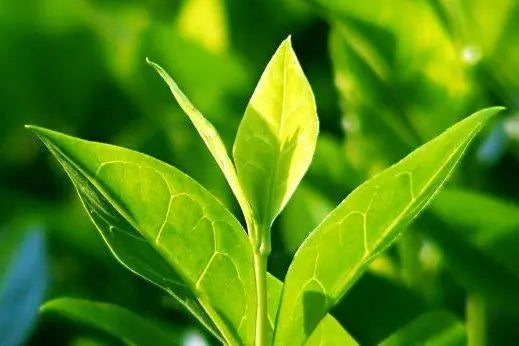 Les vertus de l'huile de thé vert