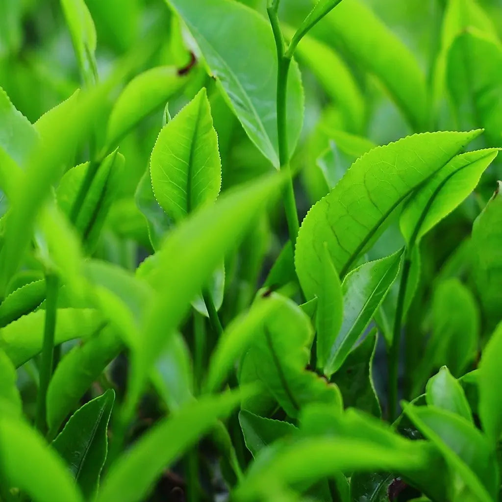 Thé vert
