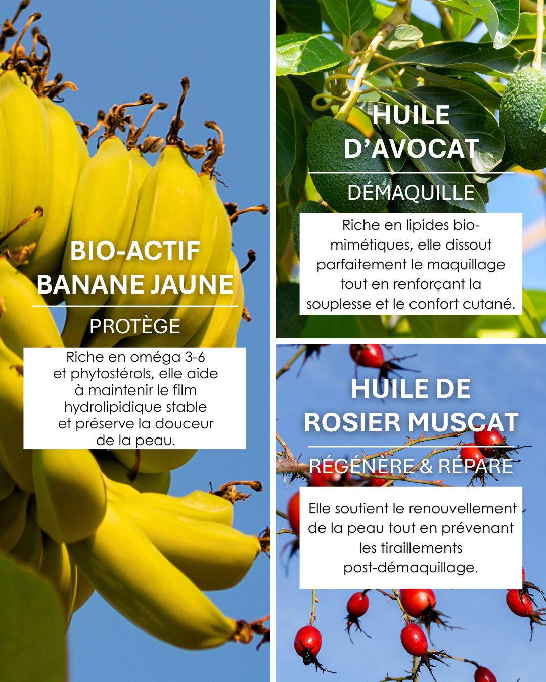 Banane jaune protectrice, avocat démaquillant, rosier muscat réparateur : la synergie parfaite pour une peau douce et lumineuse.