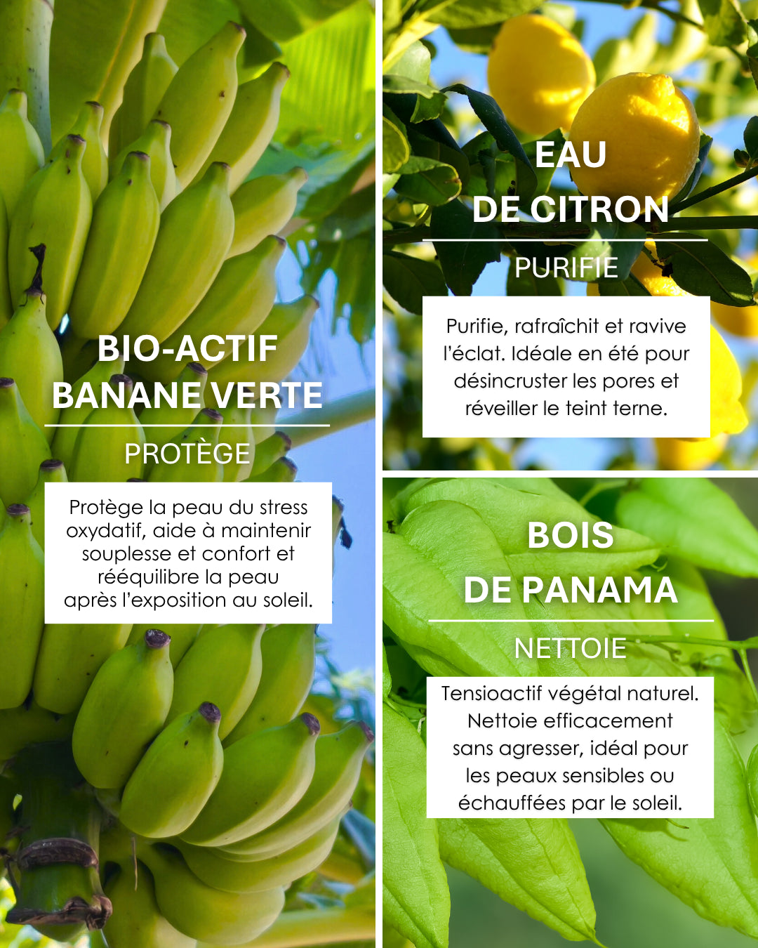 Banane verte, citron, bois de Panama : une synergie végétale pour purifier, apaiser et nettoyer sans agresser votre peau.