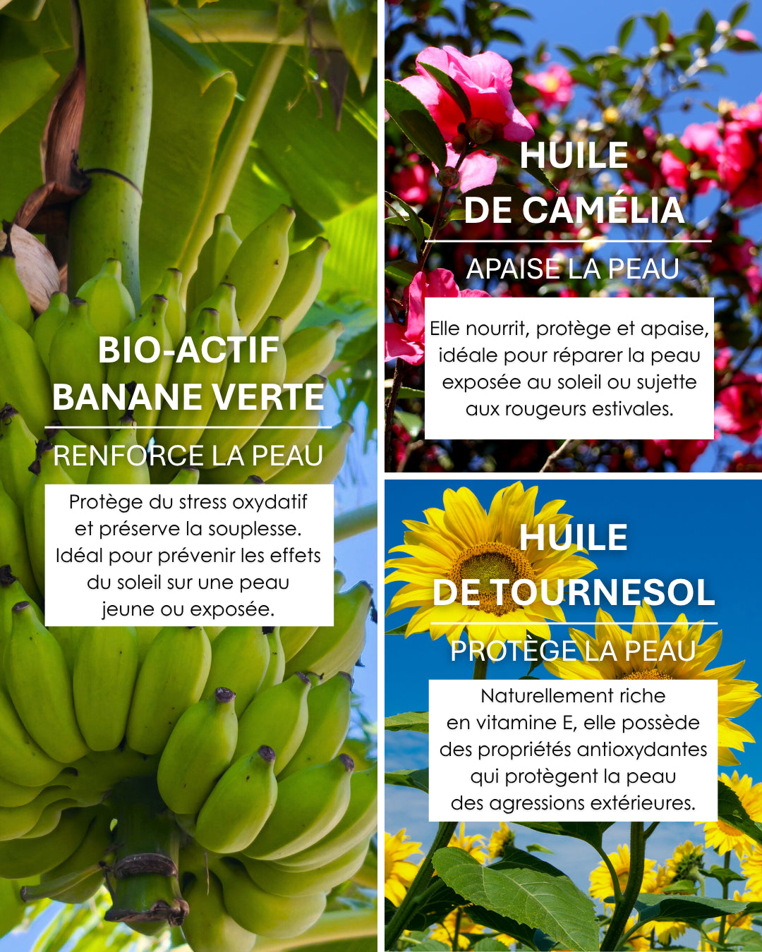 Composition naturelle de l'Huile précieuse nutritive Kadalys : banane verte antioxydante, huile de camélia apaisante et huile de tournesol protectrice.