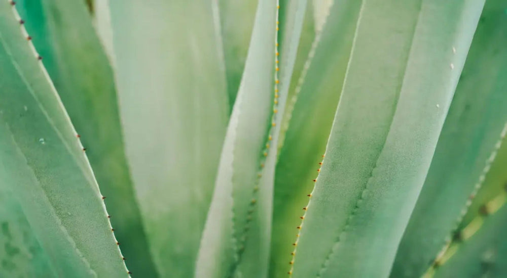 Close-up des feuilles d'aloe vera avec une texture lisse et des épines visibles, idéal pour la cosmétique bio.