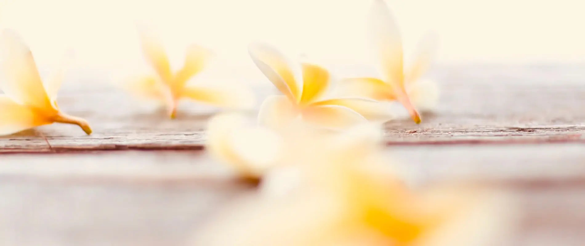 Fleurs de frangipanier pour une ambiance sensorielle douce et naturelle
