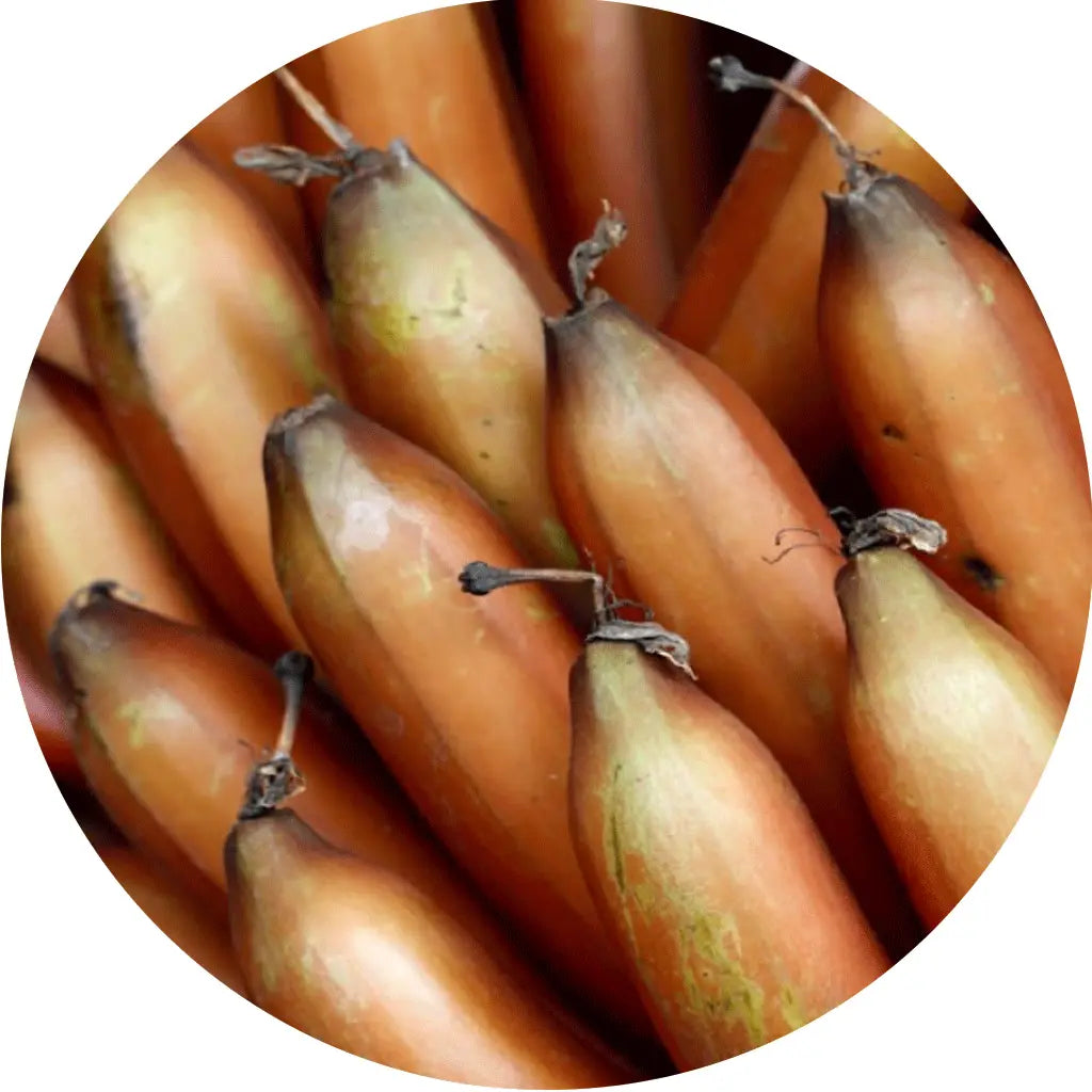 Bananes rouges bio utilisées pour leurs propriétés antioxydantes dans les soins Kadalys