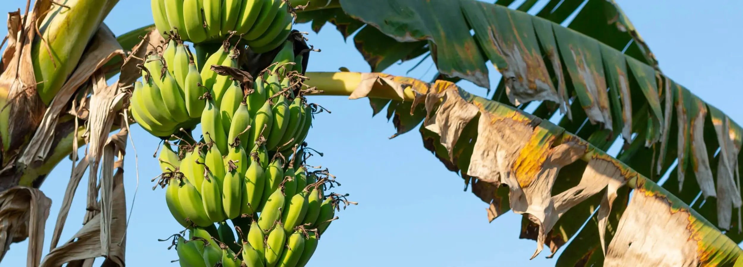 Bananier vert en extérieur – plante tropicale durable utilisée dans la cosmétique Kadalys