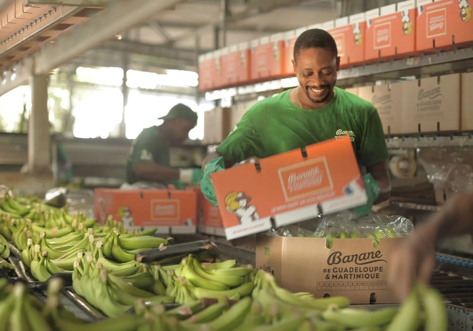 Conditionnement de bananes vertes issues de Guadeloupe et Martinique pour les soins durables Kadalys