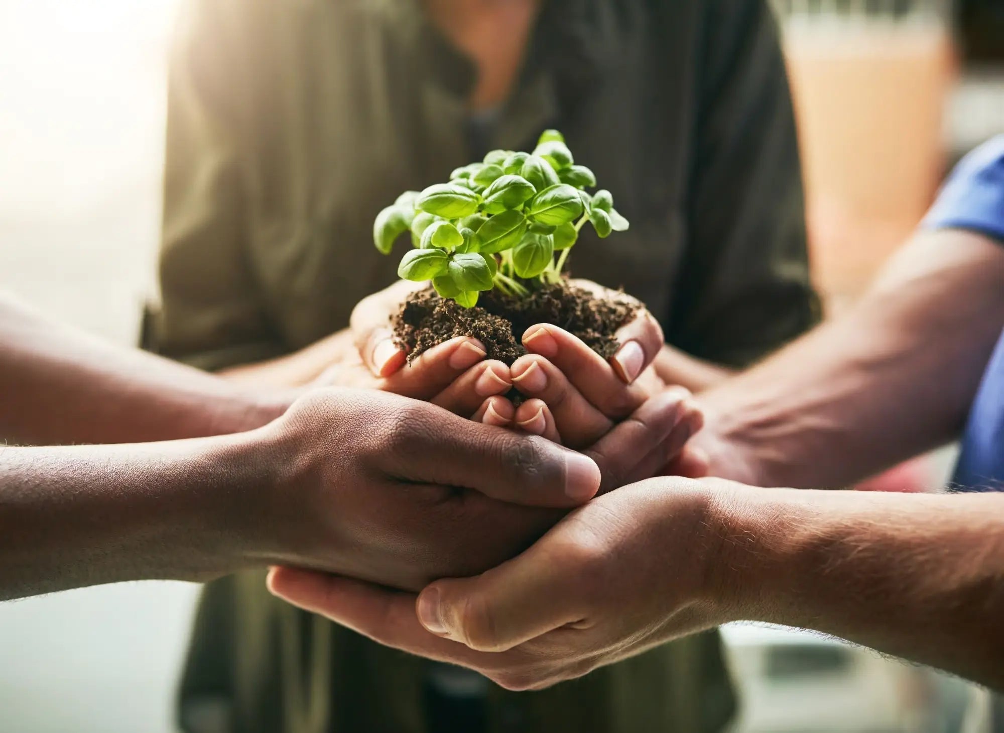 Mains solidaires tenant une jeune pousse – engagement environnemental de Kadalys