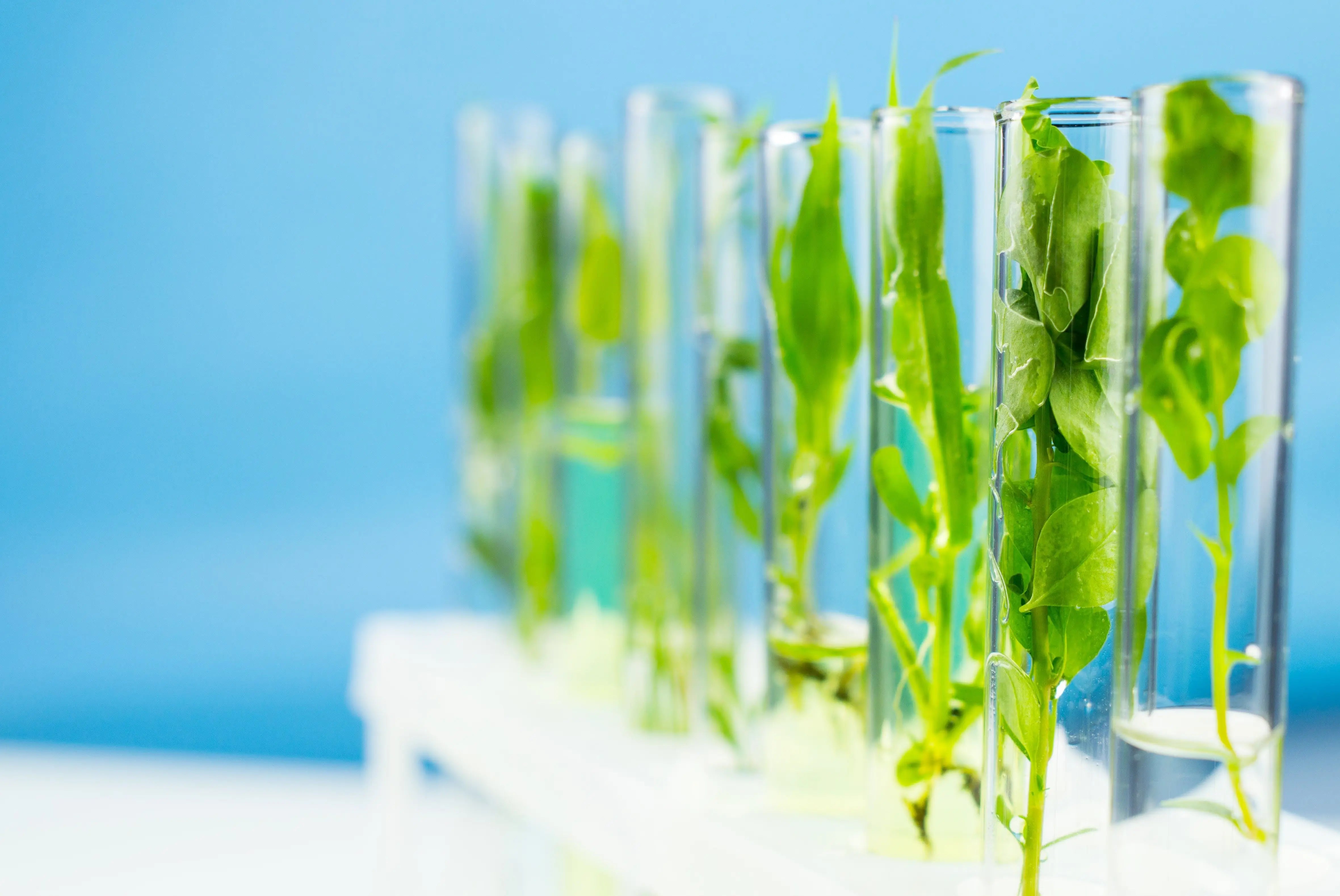 eprouvettes contenant des plantes en laboratoire