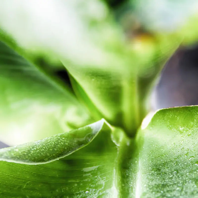 Feuille de bananier avec gouttes d’eau – fraîcheur et pureté tropicale des soins Kadalys