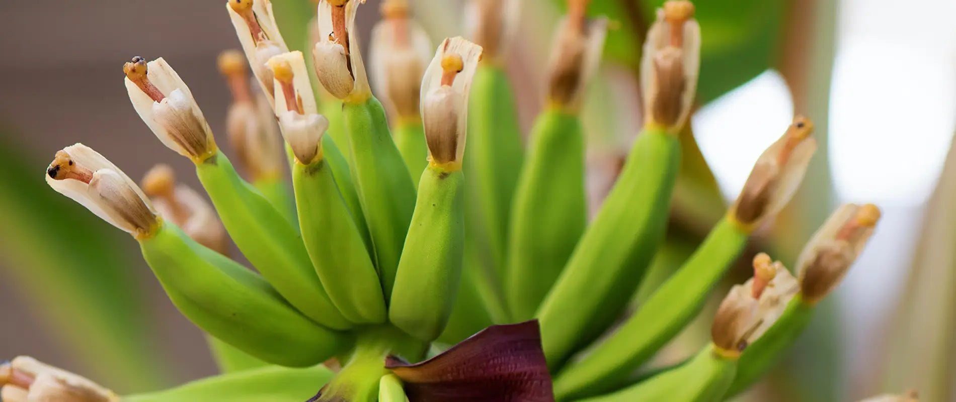 Fleur de bananier en gros plan en train de fleurir – symbole de naturalité et de renouveau chez Kadalys