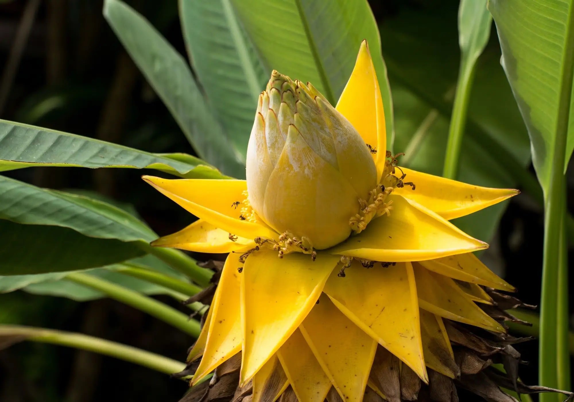 Fleur de bananier jaune en floraison – source végétale précieuse dans les soins Kadalys
