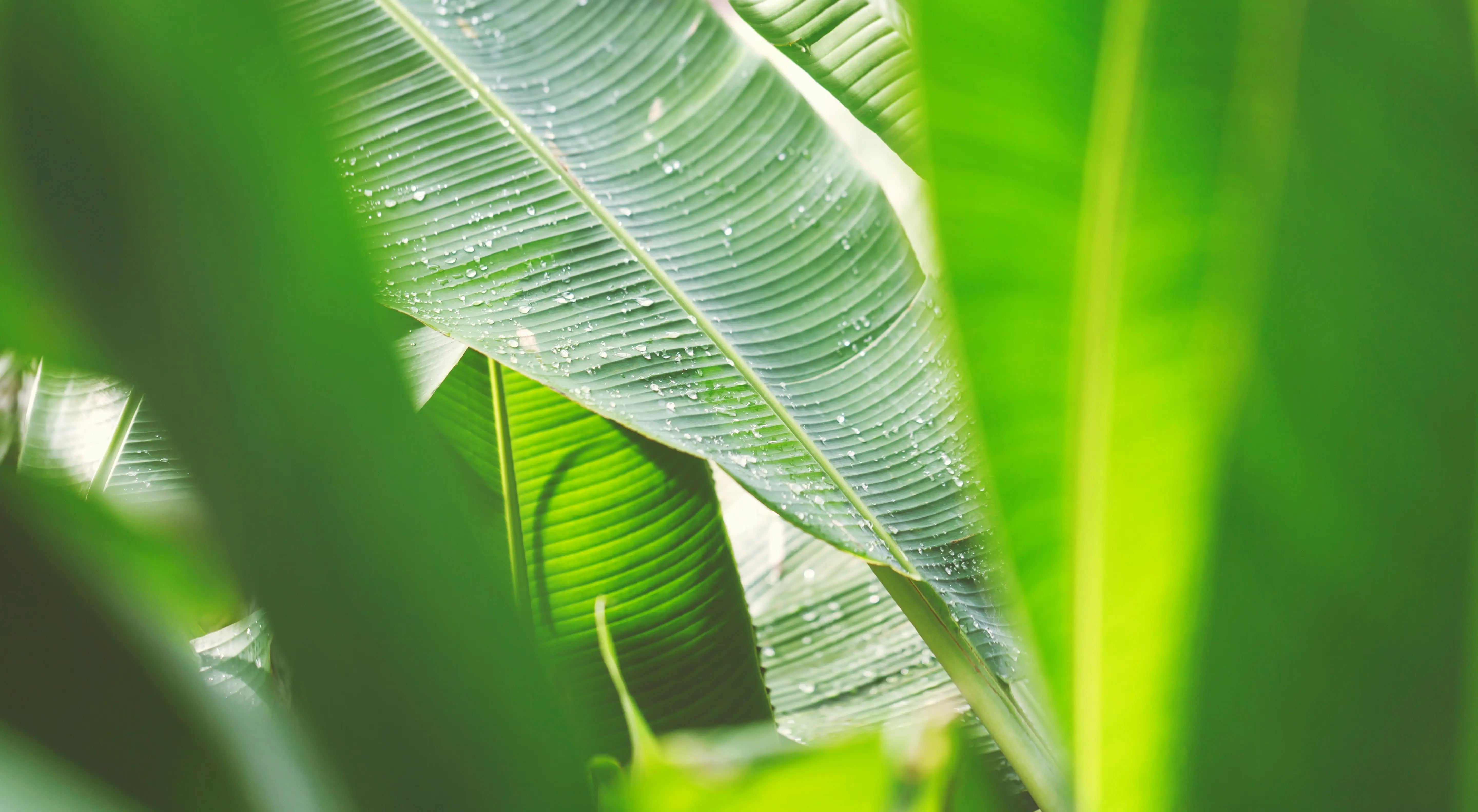 Gros plan sur une feuille de bananier avec des gouttes d’eau – symbole de fraîcheur et naturalité chez Kadalys