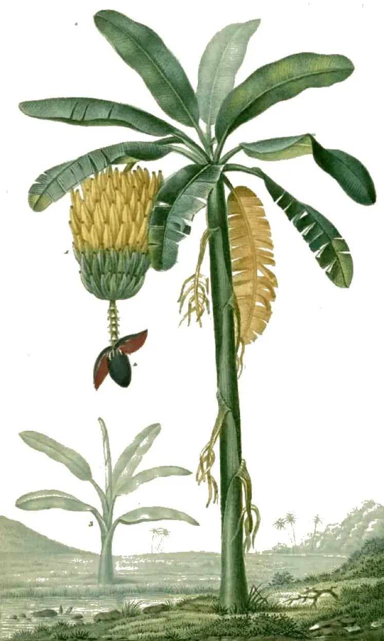 Illustration vintage d’un plant de bananier – hommage botanique aux origines des soins Kadalys