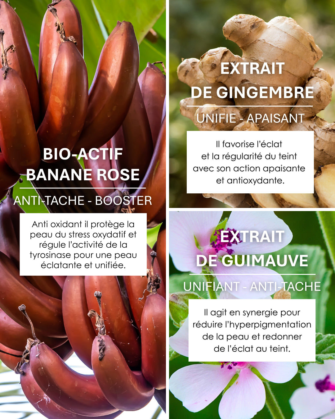 Détails des ingrédients bio-actifs du sérum Pink Oil Kadalys : banane rose anti-taches, gingembre apaisant et guimauve unifiante pour une peau éclatante.