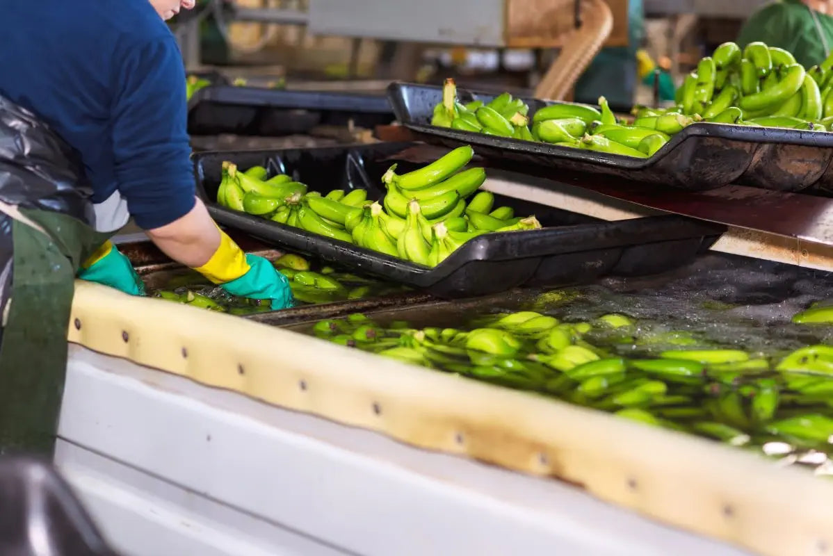 Tiges de bananier recyclées par upcycling pour les packagings éco-conçus Kadalys