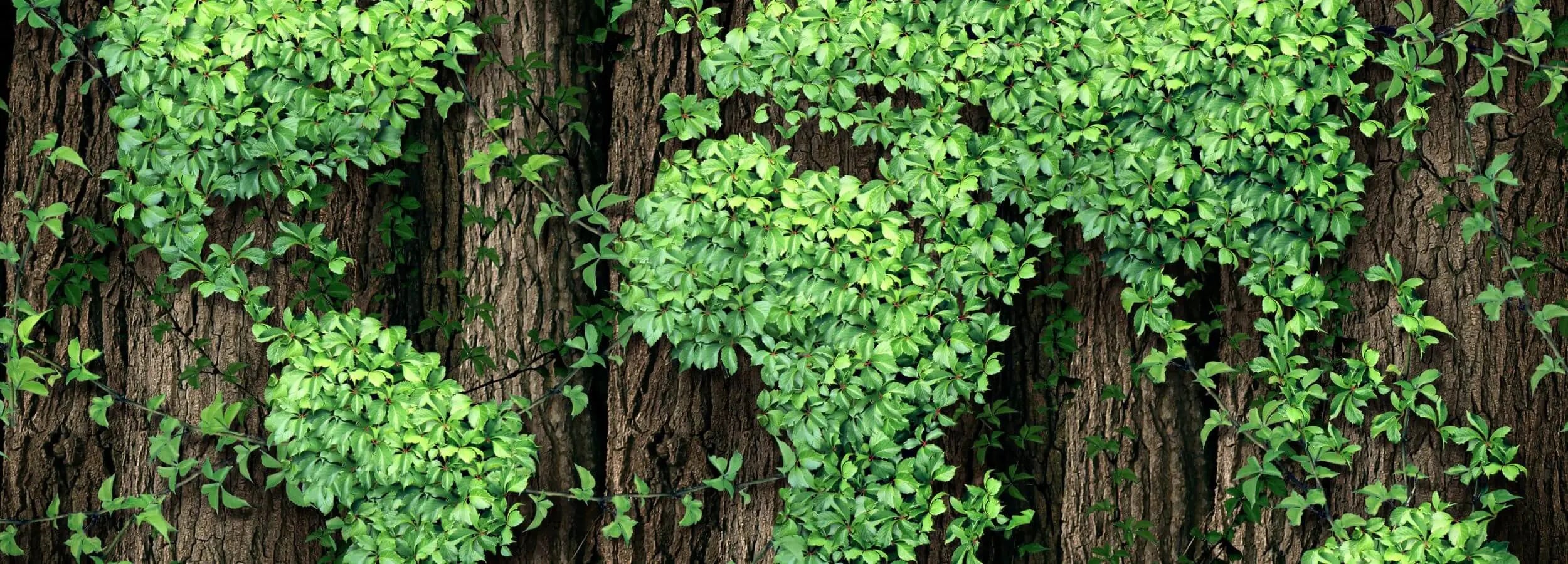 Macro d’une feuille de bananier verte – naturalité et fraîcheur des soins Kadalys