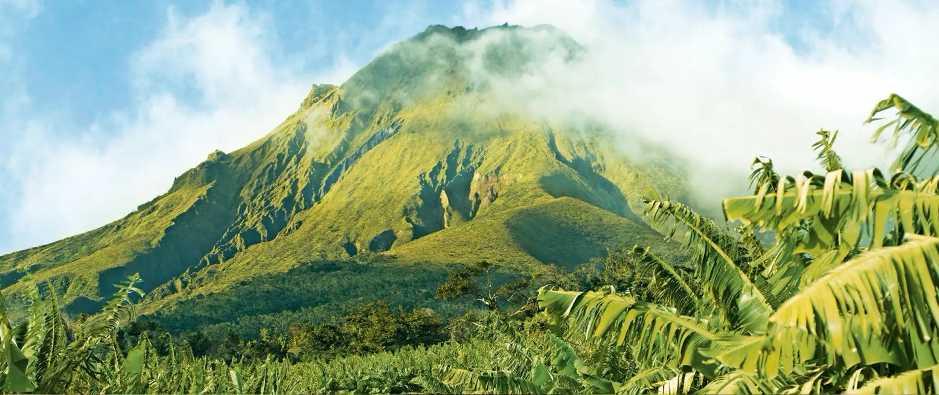 Montagne recouverte de bananiers aux Antilles – origine locale des soins Kadalys