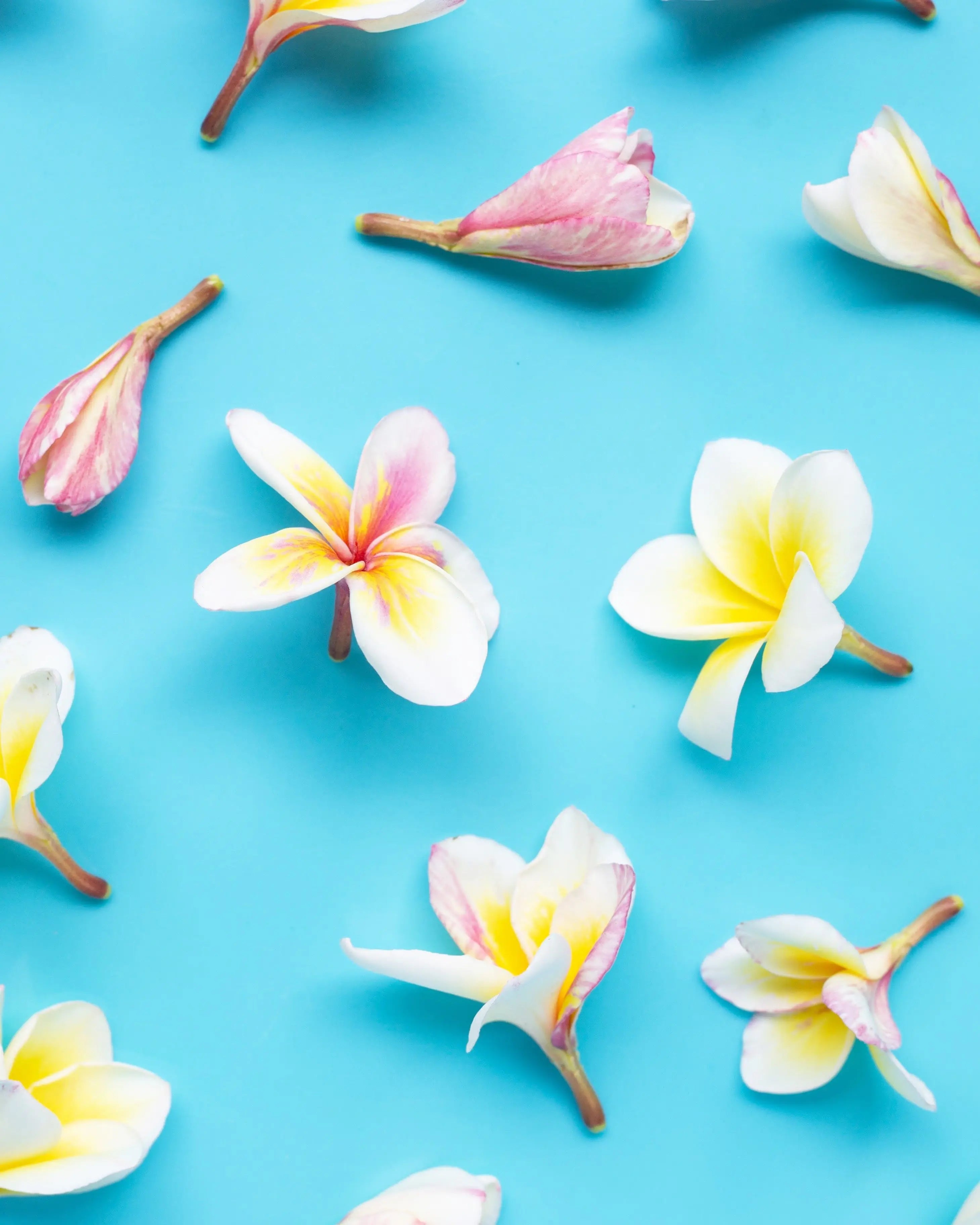 Fleurs tropicales utilisées pour les parfums naturels des soins Kadalys