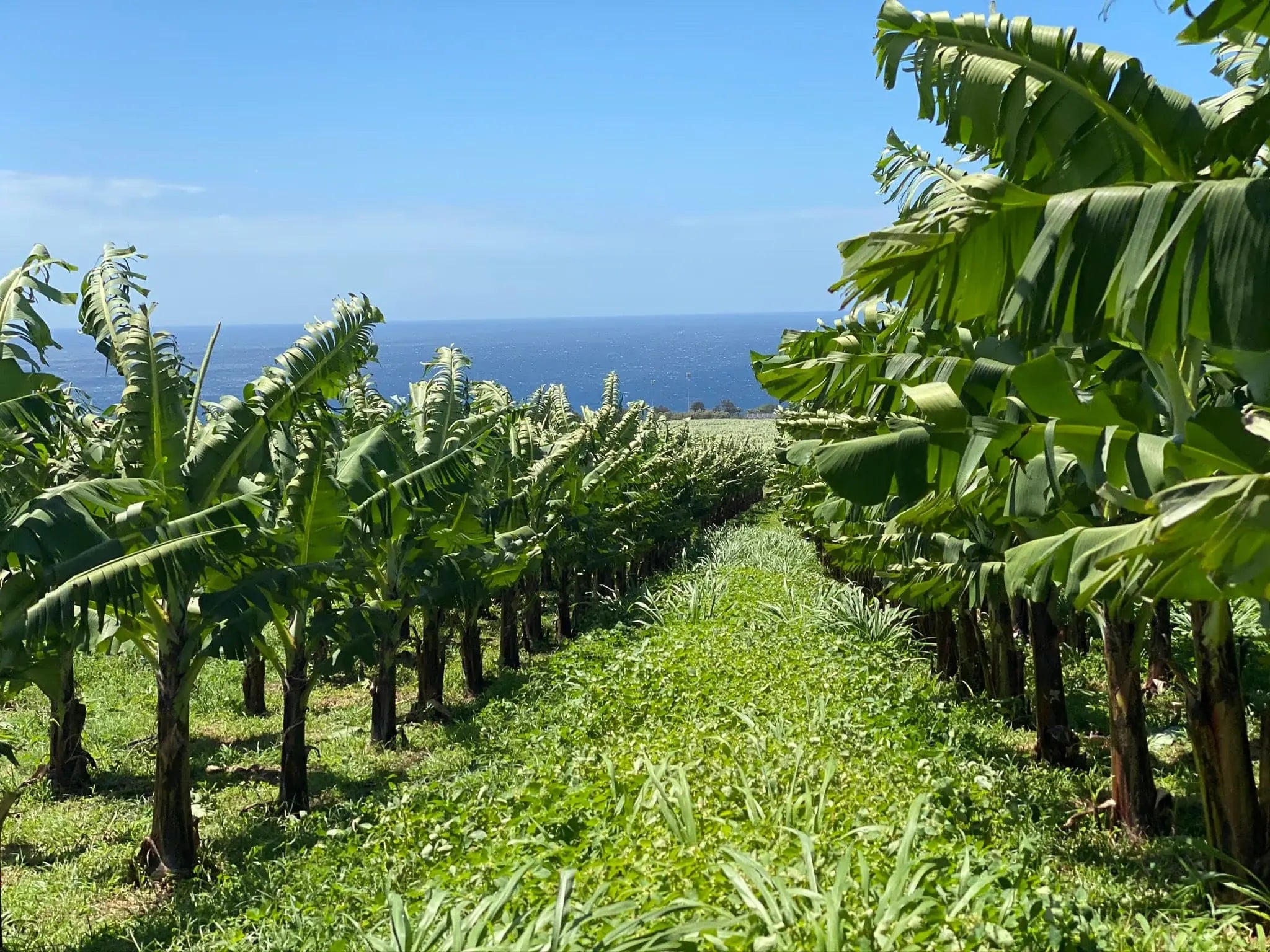Plantation de bananes bio cultivées de façon durable pour les soins Kadalys