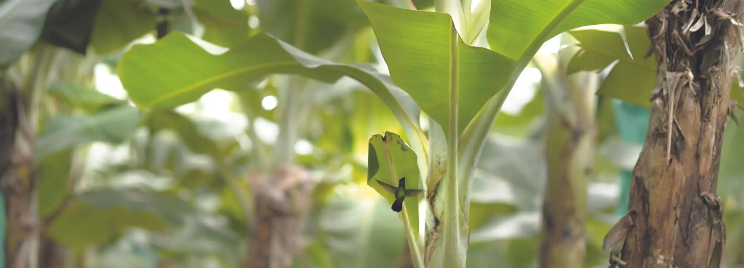 Gros plan sur un bananier en plantation tropicale – source durable des soins Kadalys