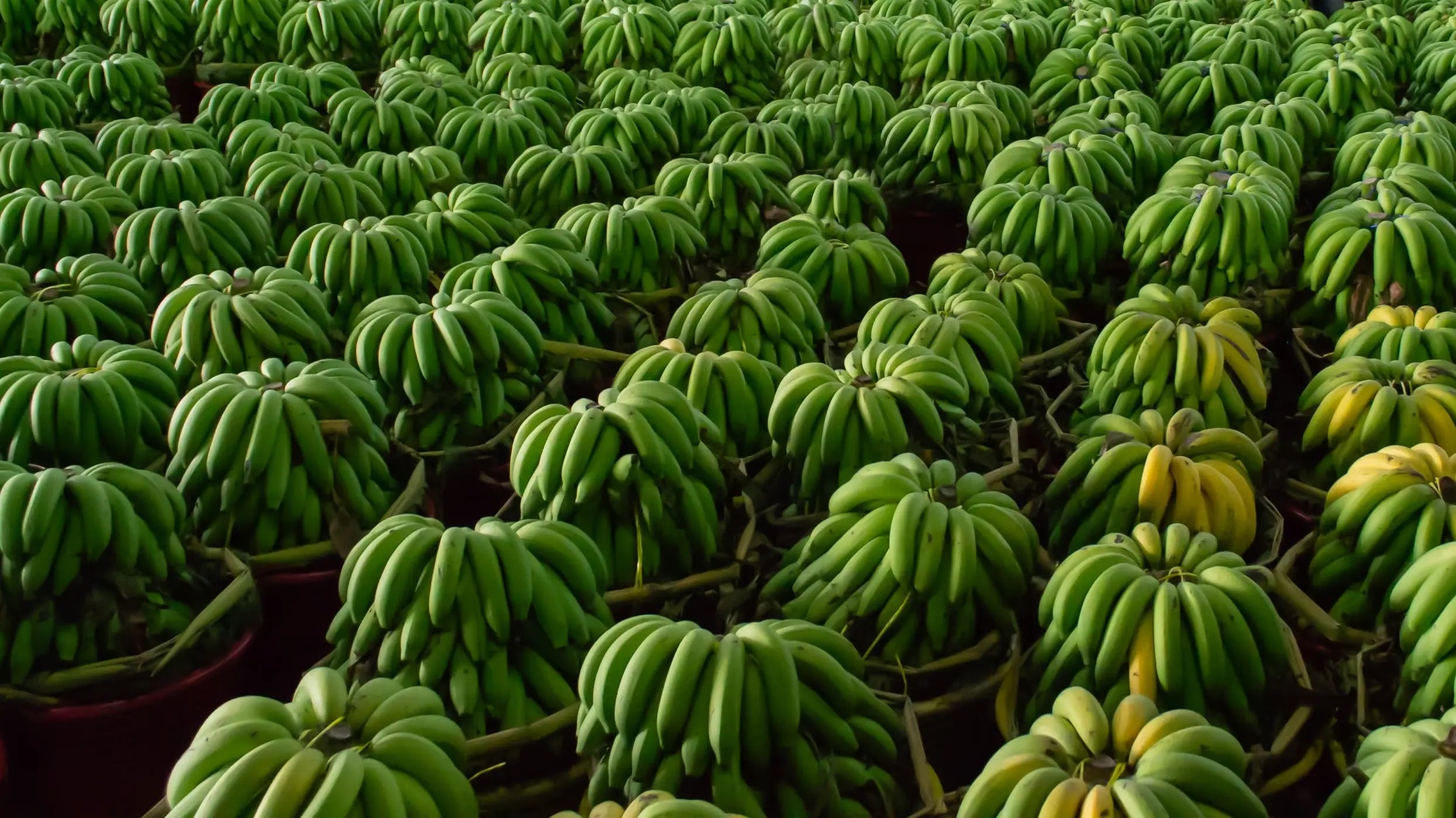 Alignement de régimes de bananes vertes prêtes pour transformation – matière première Kadalys