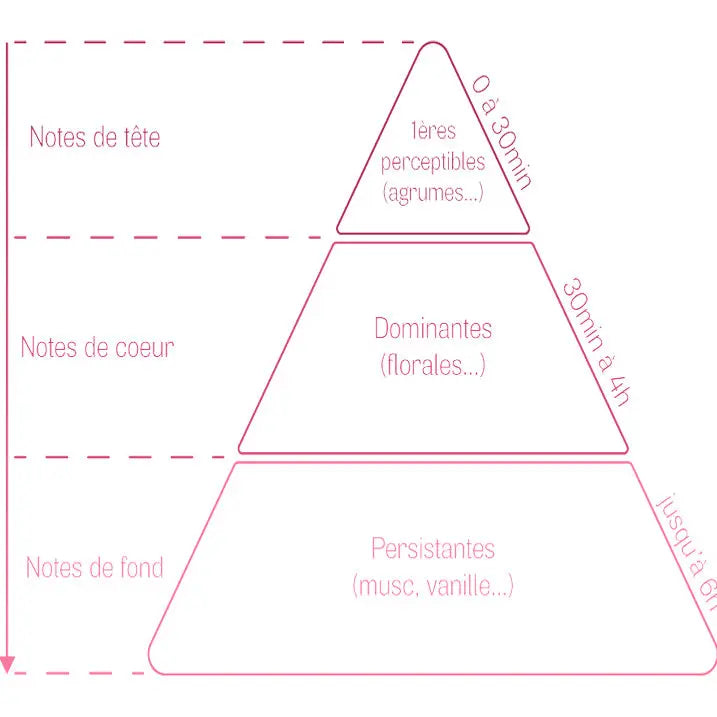 Schéma de la pyramide olfactive expliquant les notes de tête, cœur et fond des parfums Kadalys