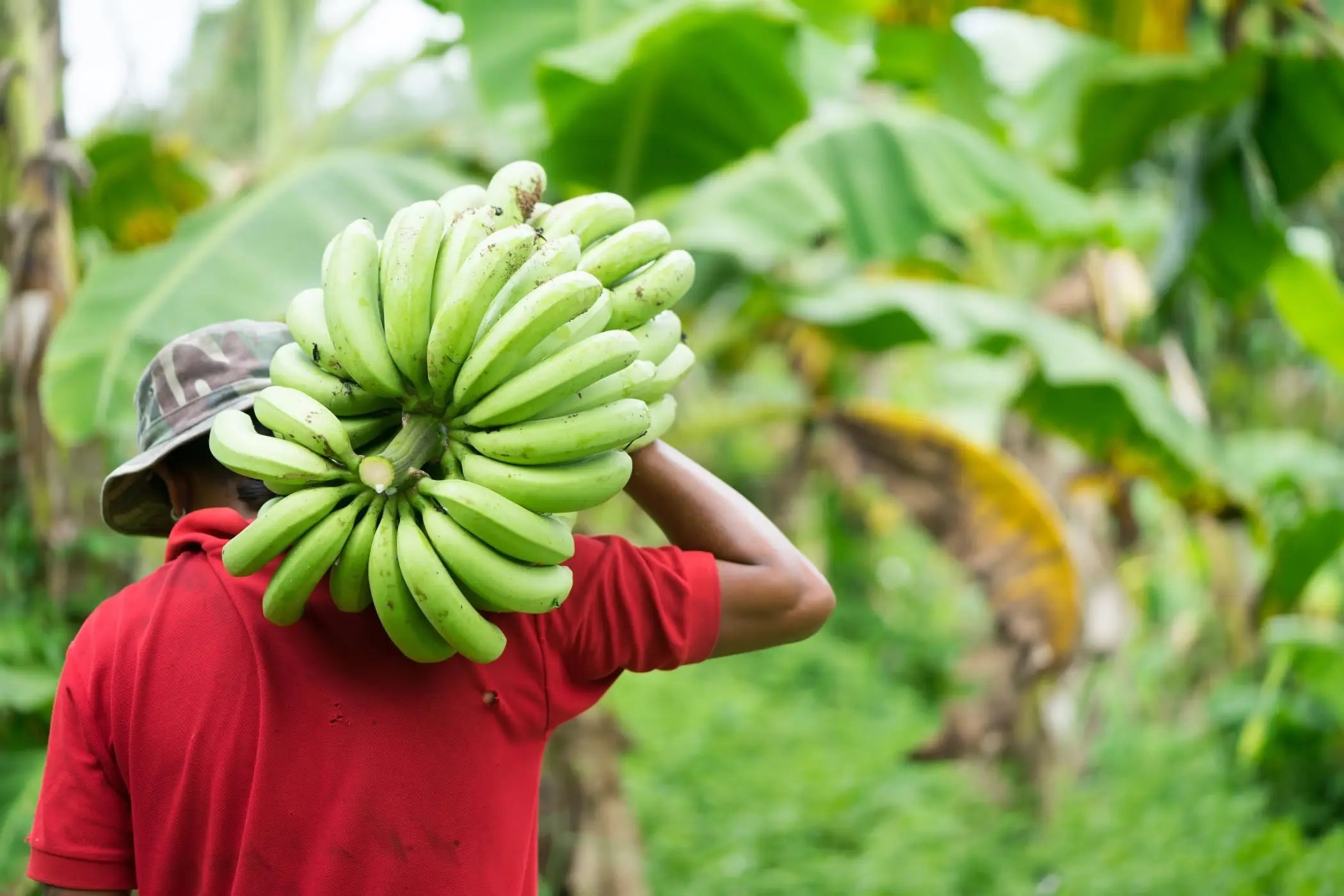 Récolte de bananes vertes dans une plantation tropicale – agriculture responsable Kadalys