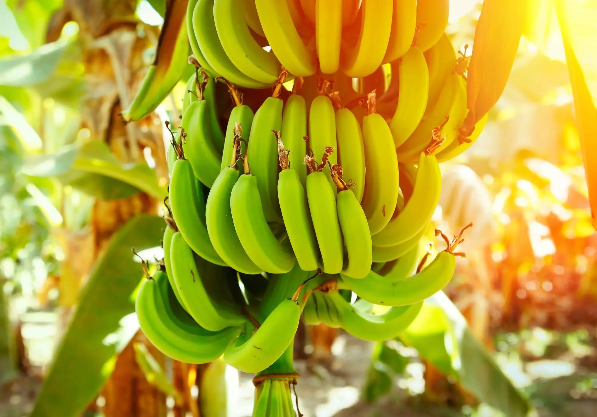 Régime de bananes en plein soleil sur une plantation – récolte naturelle pour les soins Kadalys