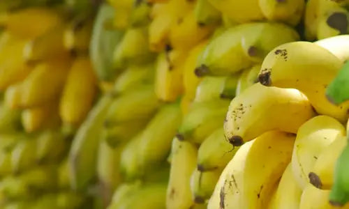 Régimes de bananes mûres récoltées pour la fabrication des soins naturels Kadalys