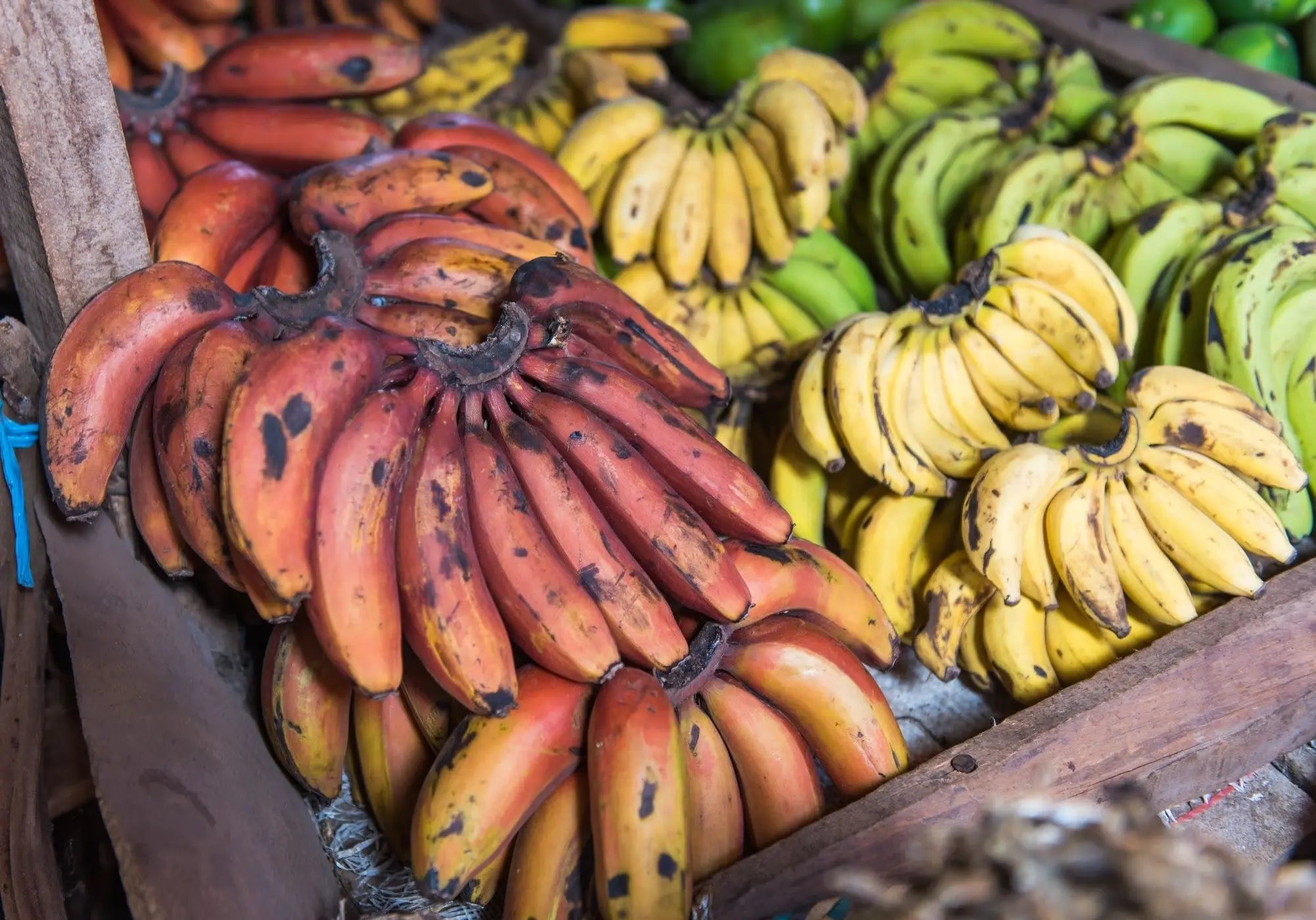 Variétés de bananes jaunes, rouges et vertes utilisées dans les soins naturels Kadalys
