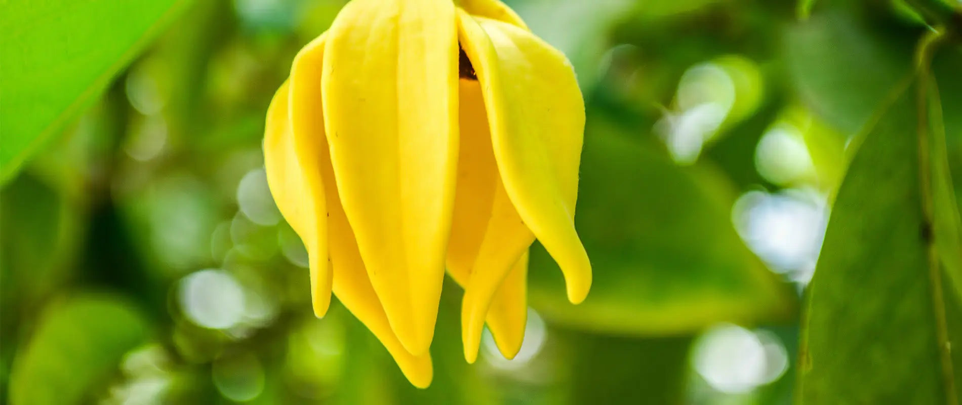 Fleur d’ylang-ylang utilisée dans les soins parfumés naturels de Kadalys