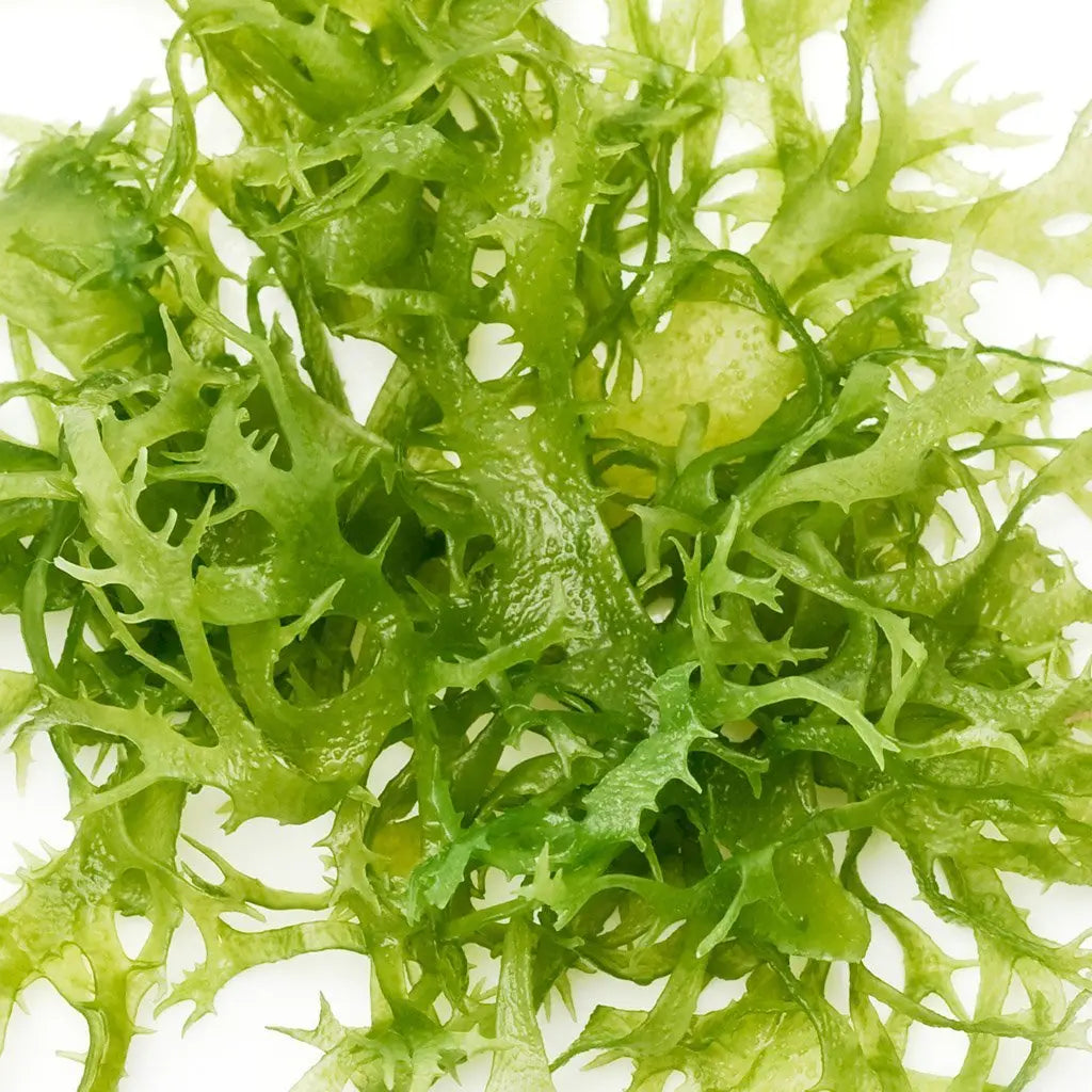 Chlorelle Image