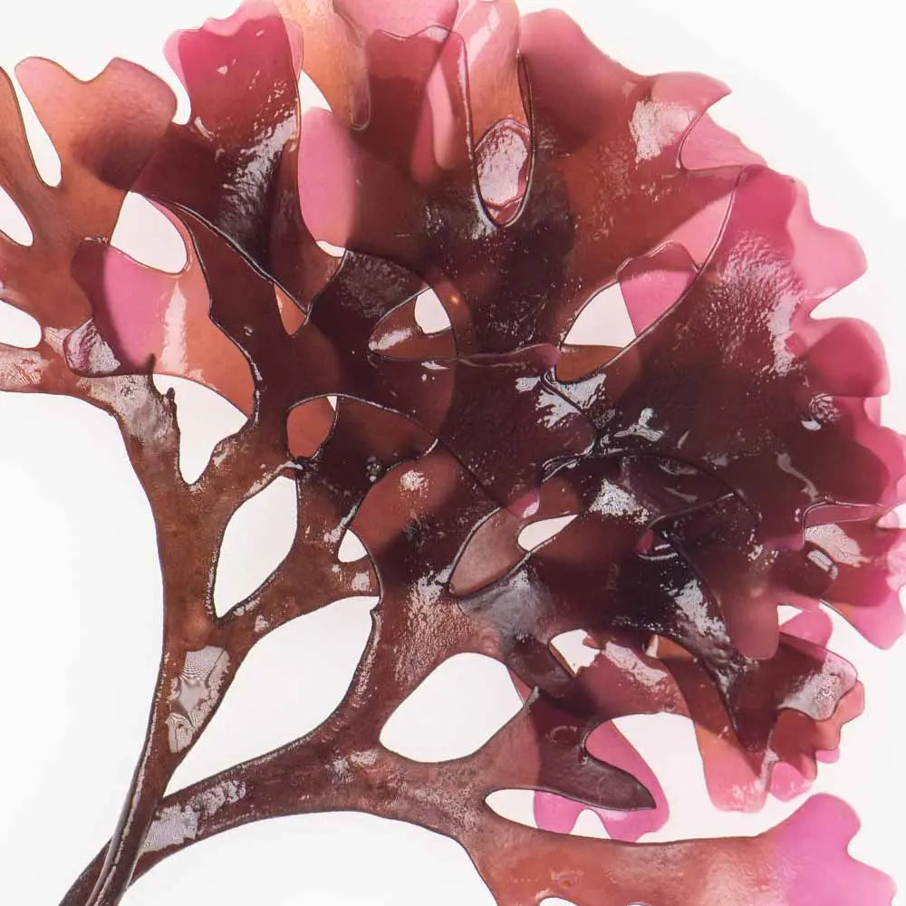 Complexe aux Algues Rouges Image