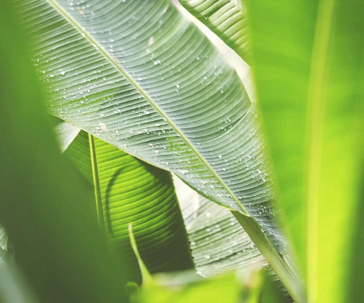 Cosmétique vegan : Que signifie vegan pour un produit de beauté ? Comment savoir si un produit cosmétique est vegan ? Image