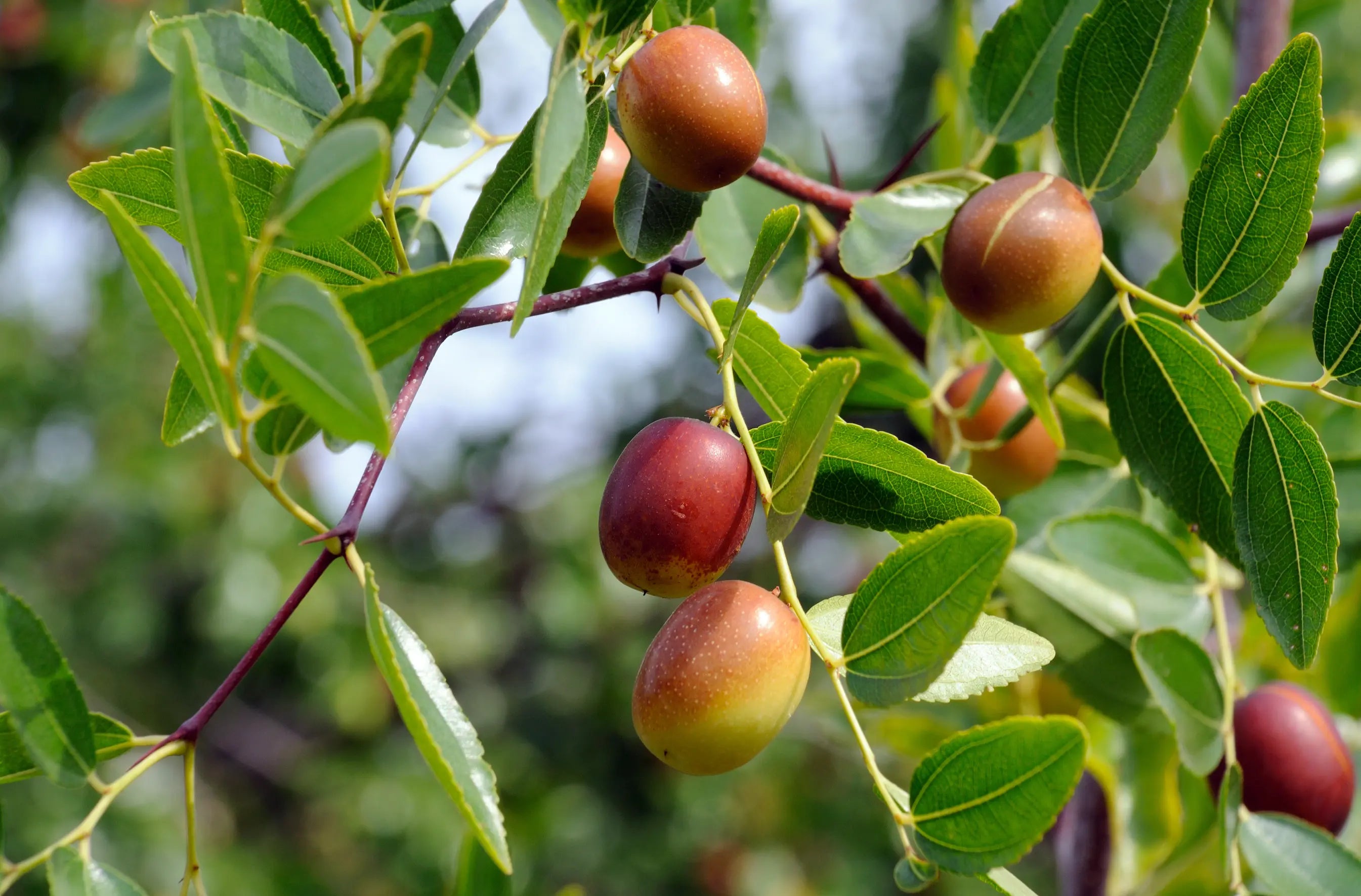 Huile-de-jojoba-L-ingrédient-naturel-aux-mille-vertus-pour-une-peau-éclatante KADALYS