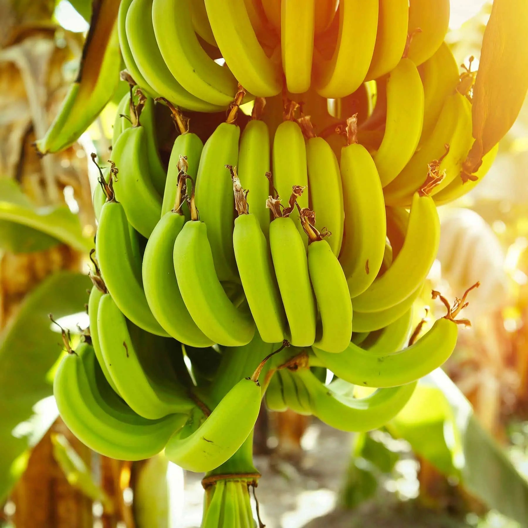 La-Banane-Verte-ses-vertus-et-ses-bienfaits-pour-la-peau KADALYS Image