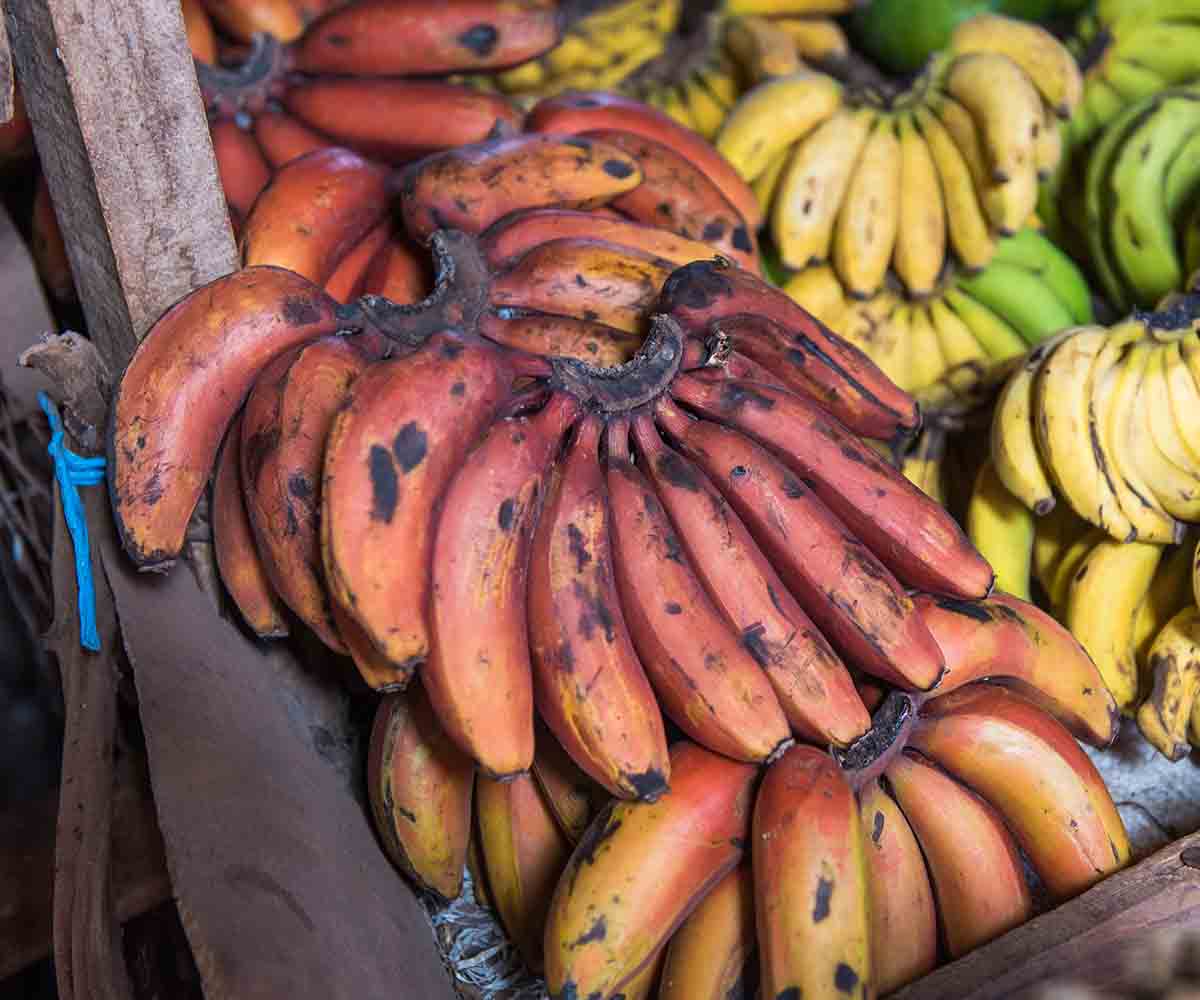 La banane rose : ses vertus et ses bienfaits pour la peau