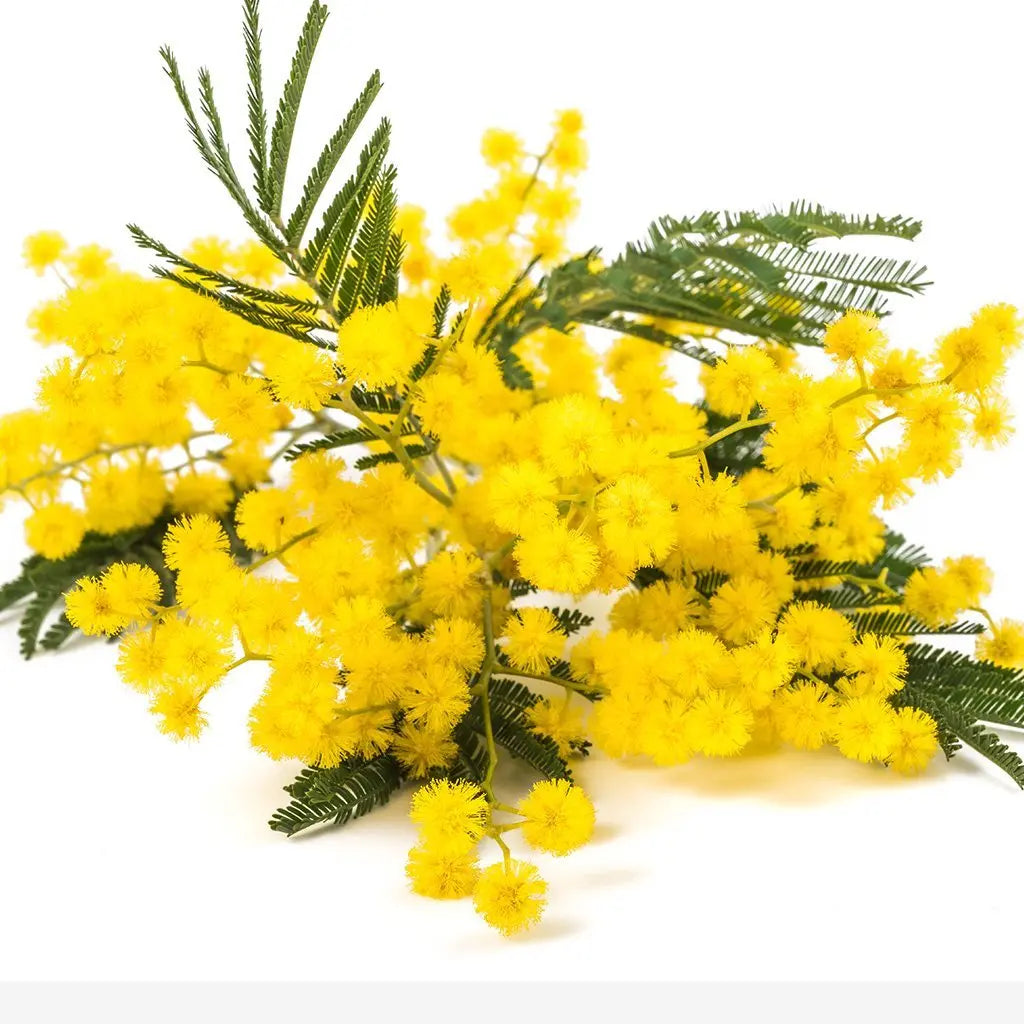 Mimosa Image