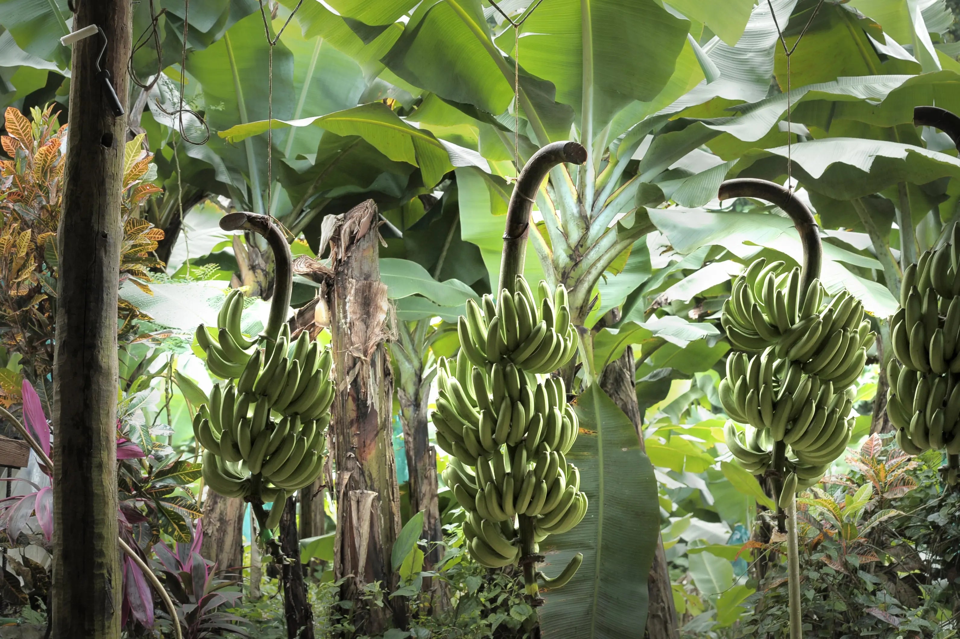 Nos bioactifs issus de l'up-cycling des bananes, une solution innovante pour réduire le gaspillage alimentaire