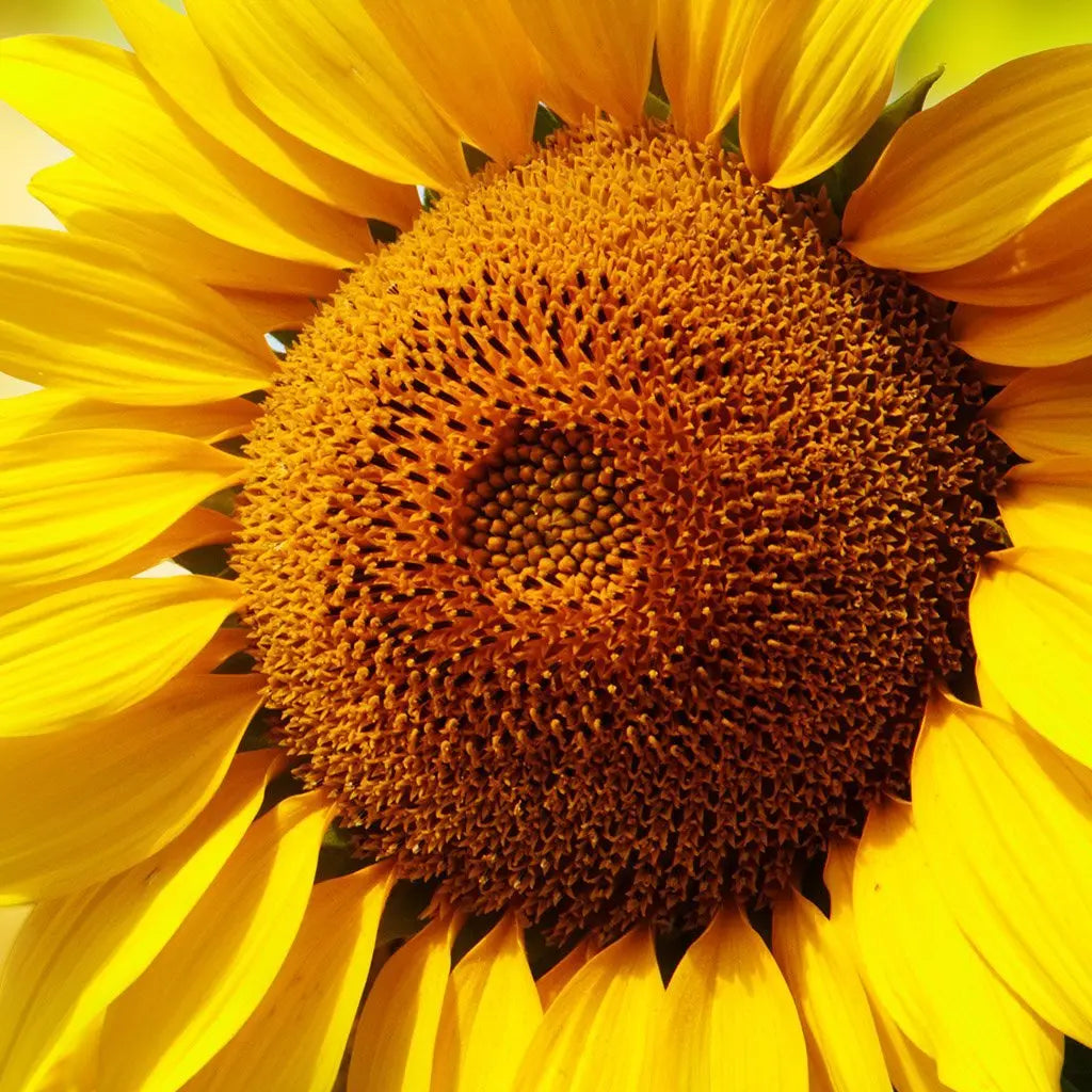 Tournesol Image