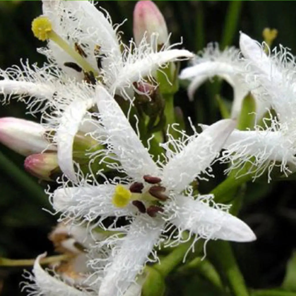 Trèfle d’eau Image