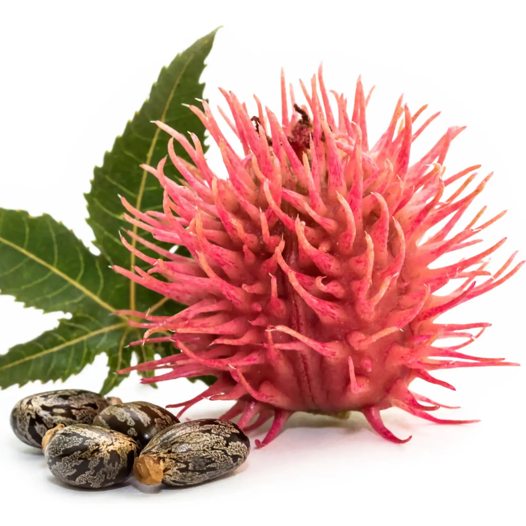 Billes de Ricin Image