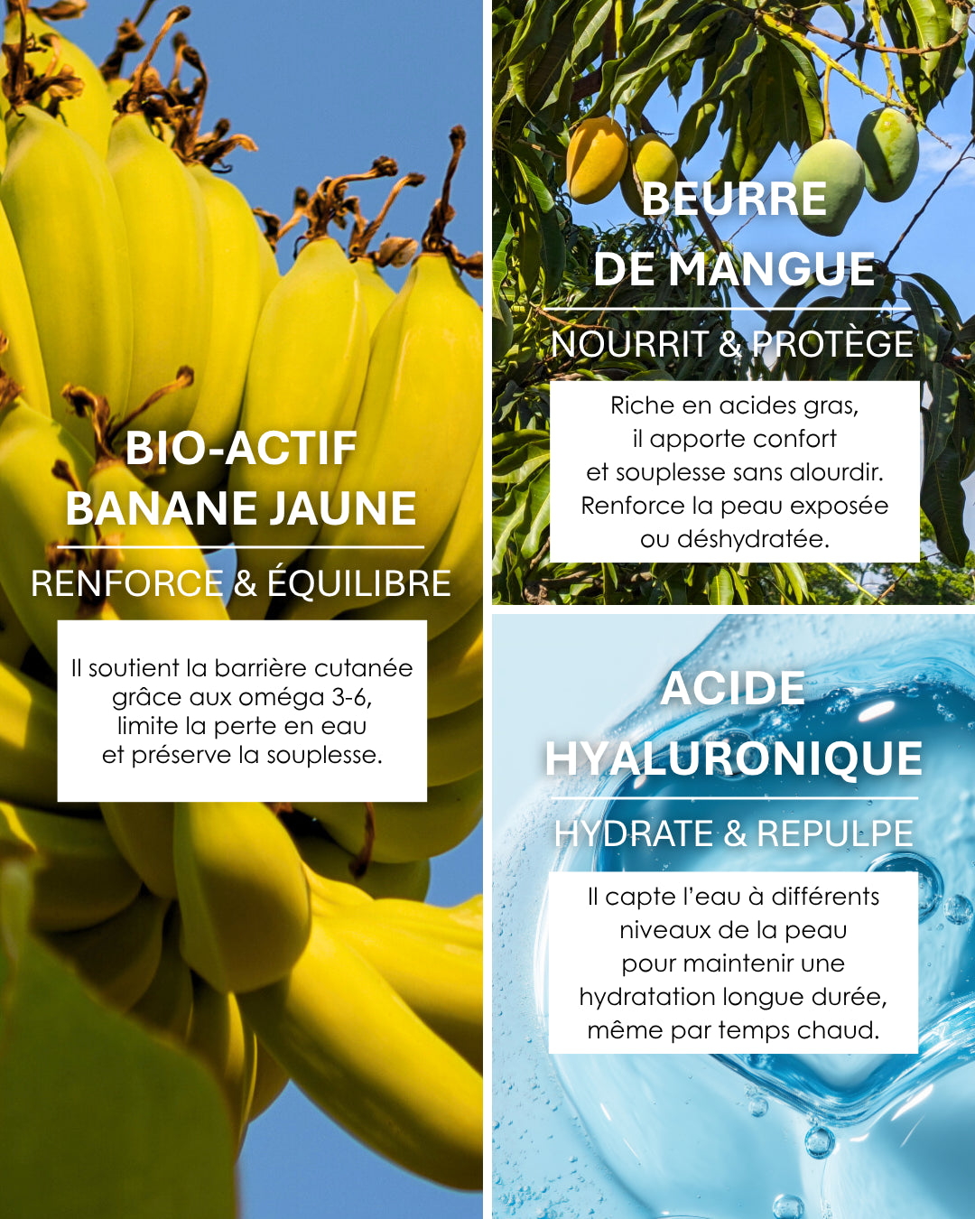 Découvrez les actifs naturels de la crème Hydramuse : banane jaune, beurre de mangue, acide hyaluronique. Hydrate, nourrit et équilibre la peau.