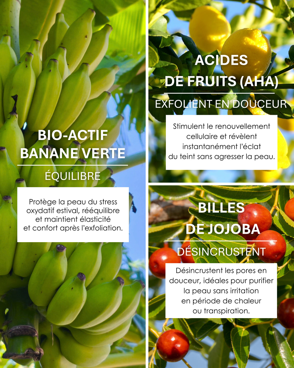 Ingrédients actifs du Musaclean : banane verte, AHA et billes de jojoba