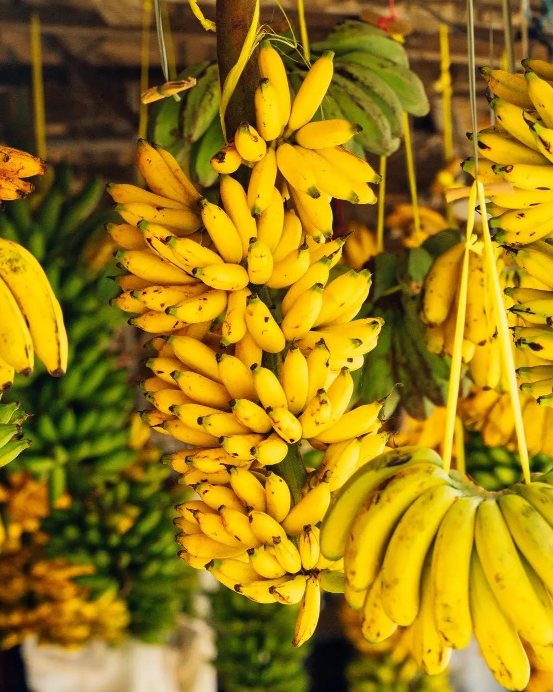 Régimes de bananes mûres et vertes suspendus sur un marché tropical – ingrédient phare de Kadalys