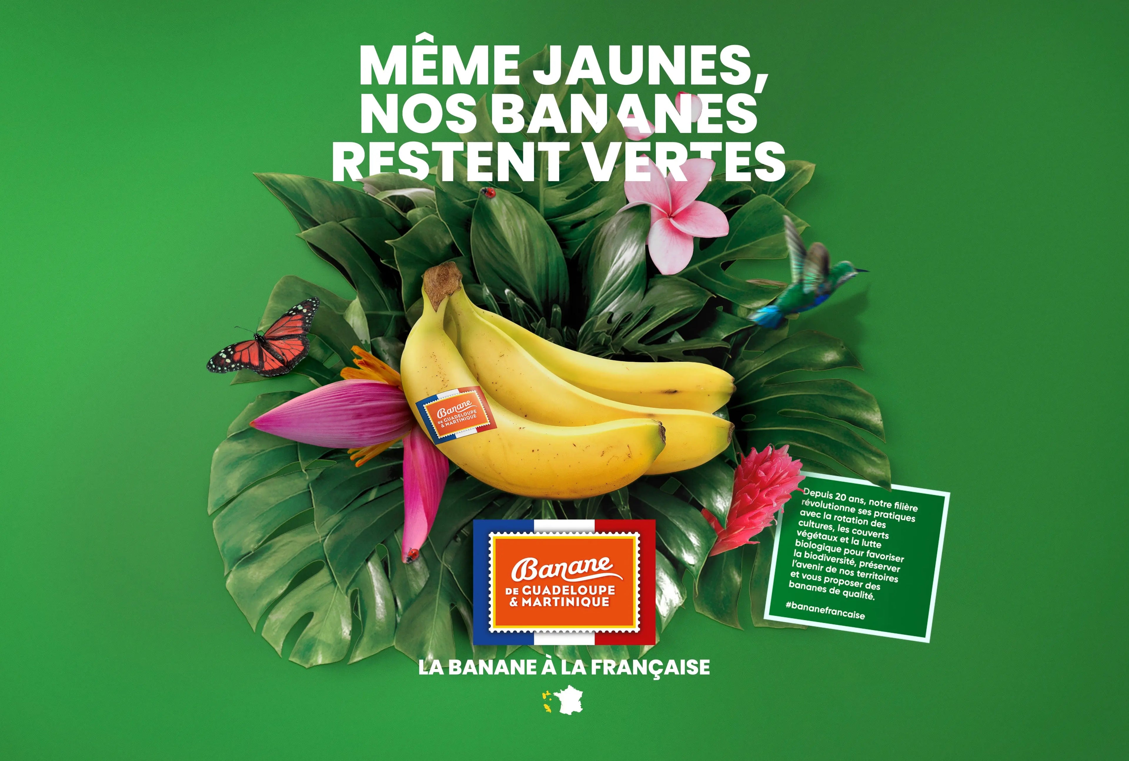 Campagne de sensibilisation aux bananes responsables soutenue par Kadalys – engagement pour une filière durable
 Image