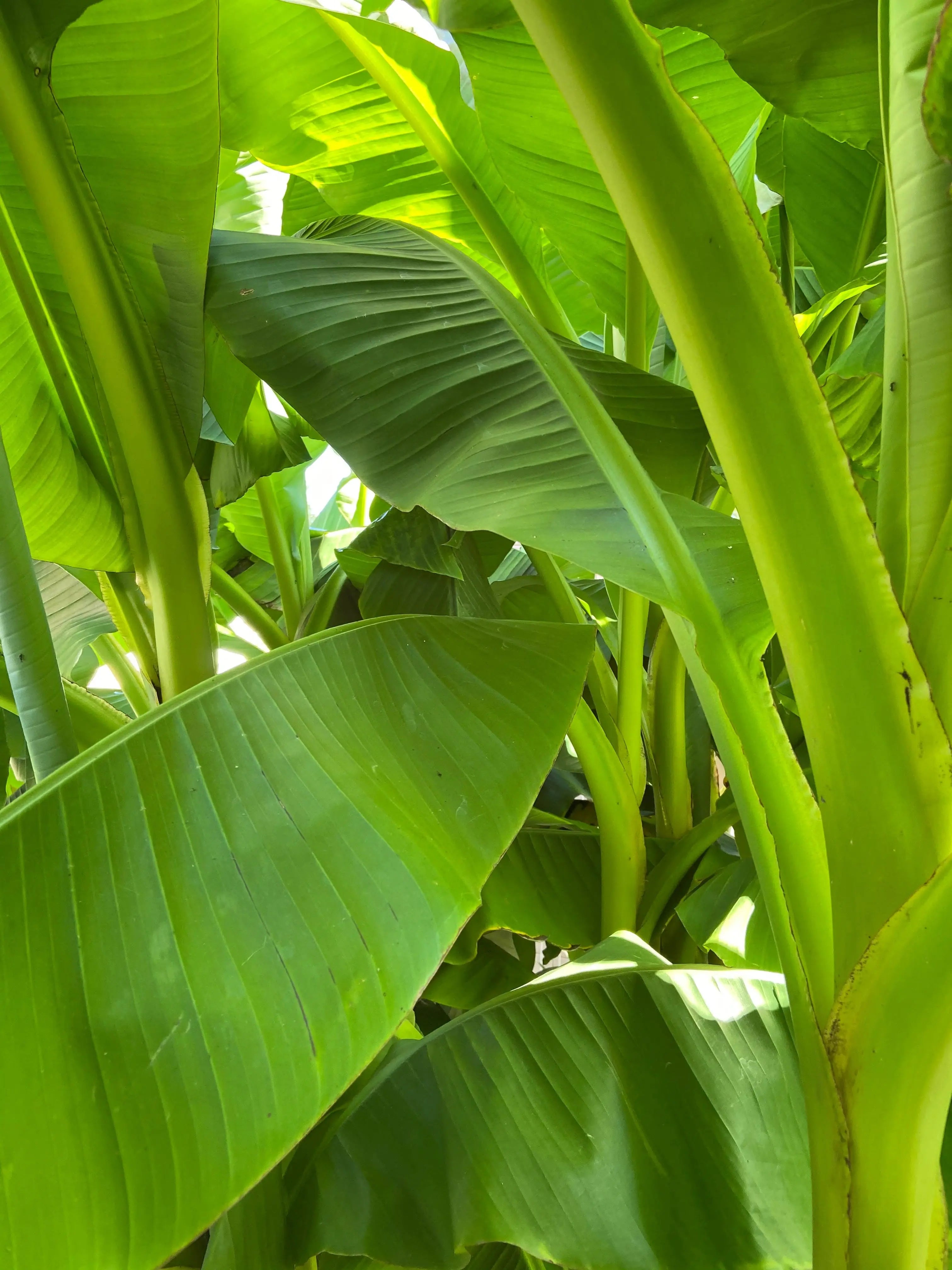 Feuilles de bananiers denses – richesse végétale des soins Kadalys pour une peau nourrie et protégée
