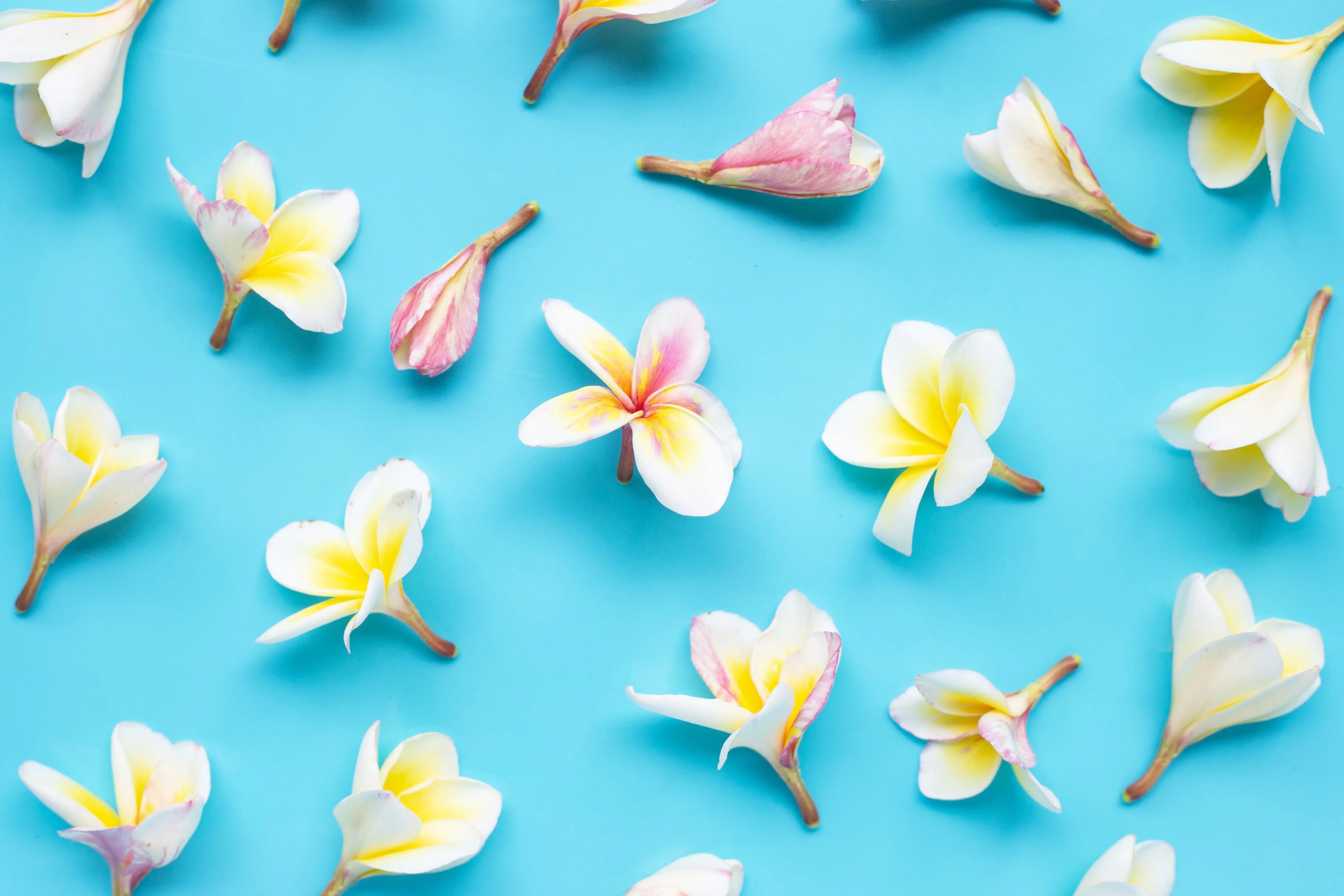Fleurs de frangipanier tropicales – ingrédient parfumé et délicat des soins Kadalys
